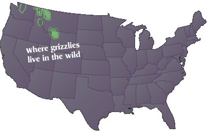 Where grizzlies live in the wild