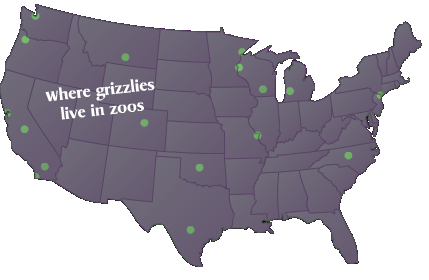 Where grizzlies live in zoos